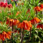 Bulbes à fleurs à planter à l'automne - Fritillaire Imperialis Rubra (x1) - face recto